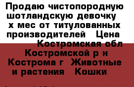 Продаю чистопородную шотландскую девочку 4-х мес.от титулованных производителей › Цена ­ 3 000 - Костромская обл., Костромской р-н, Кострома г. Животные и растения » Кошки   